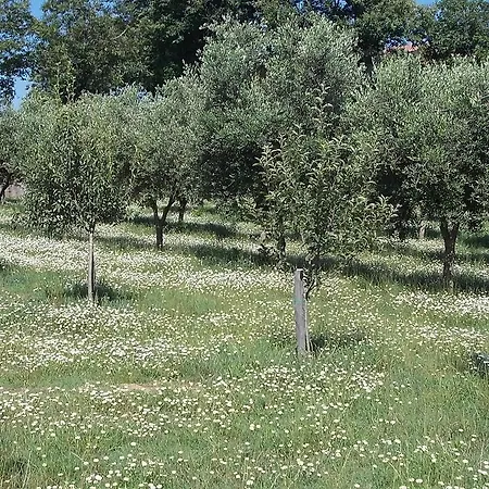 Uliveto Garden *