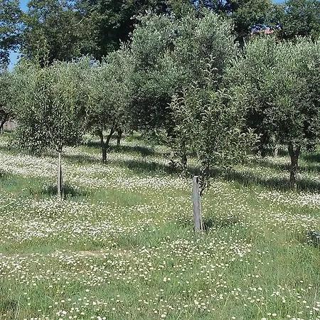 Uliveto Garden *