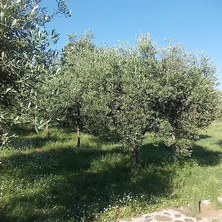 Uliveto Garden Bed & Breakfast Bagnara Calabra